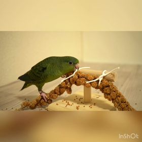 粟穂の山のぼりの画像