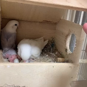 コザクラfamilyの画像