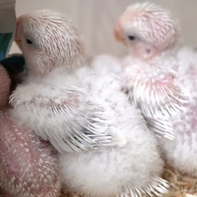 コザクラインコ雛ちゃんず巣上げの画像
