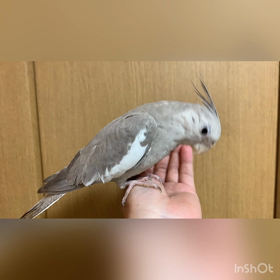 オカメインコ女の子の画像