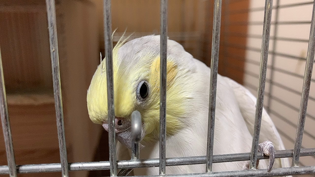 被せて喋ってくるーの記事動画