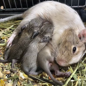 スクスク成長するデグーの画像