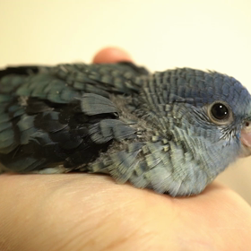 まったりサザナミインコさんの画像