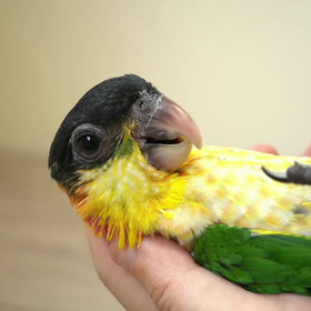 こんな可愛い仔がいますの画像