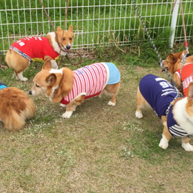 初動画の画像