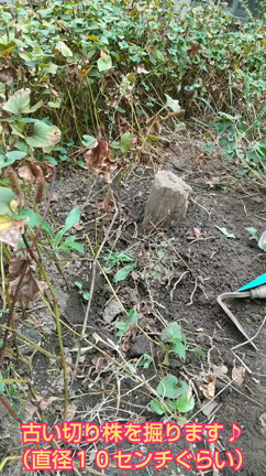 【家庭菜園】古い切り株掘りとエンドウマメの記事動画