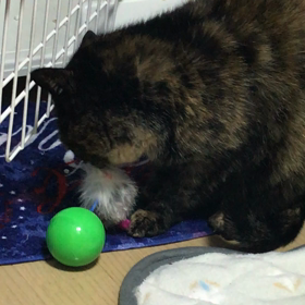 むるもひめも食いついた、記念すべきおもちゃの画像