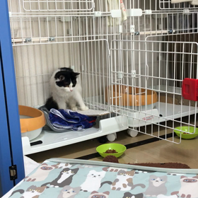 ひめとむる、そわそわごはんの画像