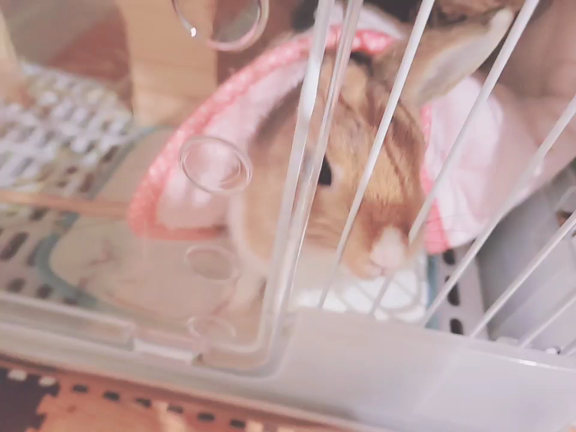 【動画あり】撫でられに来るうさぎ・・・の記事動画