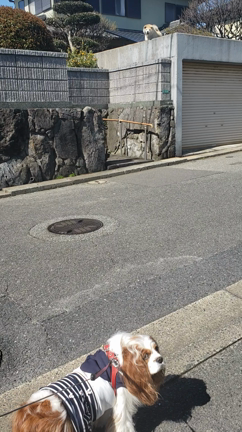 今日の姫たん( ^-^)ノ∠※。.:*:・'°☆の記事動画