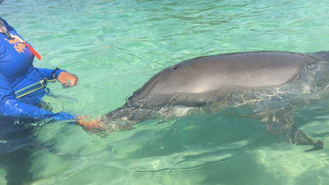 YLマヤンカリブクルーズに行ってきましたヾ(〃^∇^)ﾉ♪⑦ロアタン海洋科学研究所の記事動画