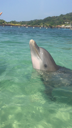 YLマヤンカリブクルーズに行ってきましたヾ(〃^∇^)ﾉ♪⑦ロアタン海洋科学研究所の記事動画