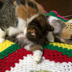我が家のお猫様はデブまっしぐらの画像