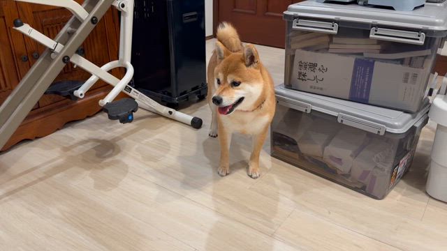 我が家の地震予知犬が落ち着きません❗️注意なさってね‼️の記事動画