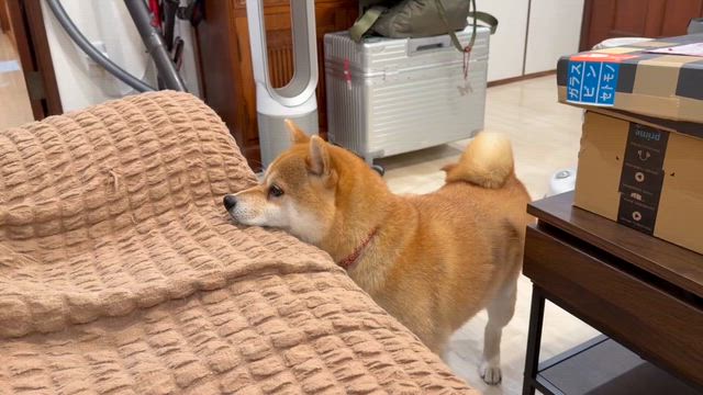 体感悪し　耳鳴りが激しく頭痛が酷い。犬も落ちつかず。ご注意ください‼️の記事動画