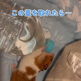【動画】この蓋を取れたら…の画像