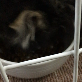 ミリィちゃん、ドライを食べました❗の画像