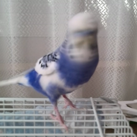 ごきげんボンちゃんの画像