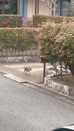 3月セミナーと今週の予定～、キョンの動画あります(笑)の記事動画