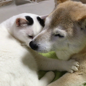 2匹の時間の画像