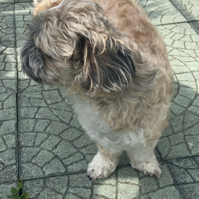 歩けないの画像