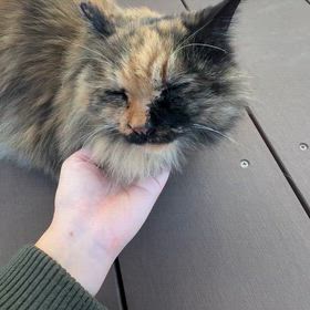 動画猫ちゃんの画像