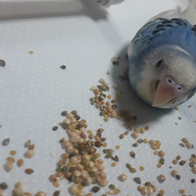 今日のモフモフ8日目の画像