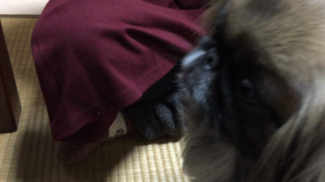 ドラゴンヘッドな予感の記事動画
