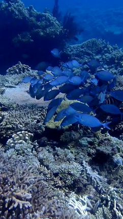 ★沖縄3.4日目　地元オンリースポットスキューバと島の裏ボスとアツい語らい！の記事動画