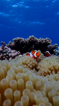 ★沖縄3.4日目　地元オンリースポットスキューバと島の裏ボスとアツい語らい！の記事動画