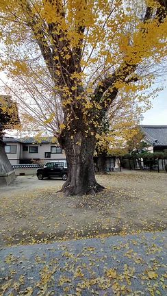 交野市私部　銀杏の黄葉見に行く。の記事動画