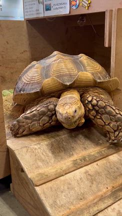 カメのボンちゃんの記事動画