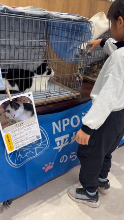 カインズ譲渡会　開催中です✨の記事動画