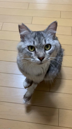 飼い主さんを探しています《迷い猫保護しています》の記事動画