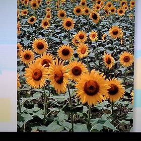 NHK福井放送で放映されましたの画像