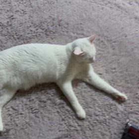 ああダイソンの画像