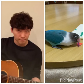 うちで踊ろうの画像