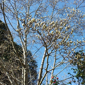 鶯の画像