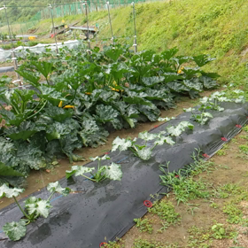 雨宿り中の画像