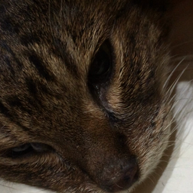 ラッキーの呼吸が心配です。の画像