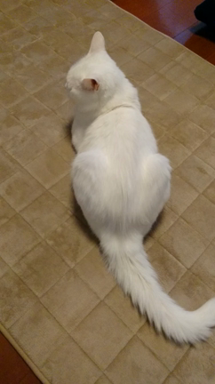 癒し猫の尻尾あそびの記事動画