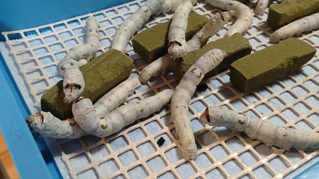 世界文化遺産　富岡製糸場の記事動画