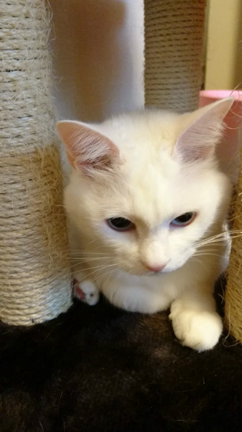 癒し猫の尻尾あそびの記事動画