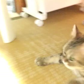 虹の橋前、最後の動画の画像