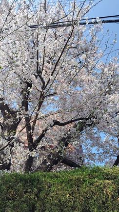 植草とみんなのお花見会2026の記事動画