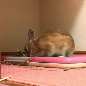 秋です。の画像