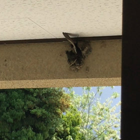 皐月薫風に乗って帰って来た燕の画像
