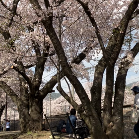 勝沼ぶどう郷駅周辺さくら　動画その2の画像