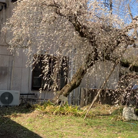 越生梅園神社　動画の画像