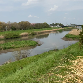 権現堂桜堤　動画の画像